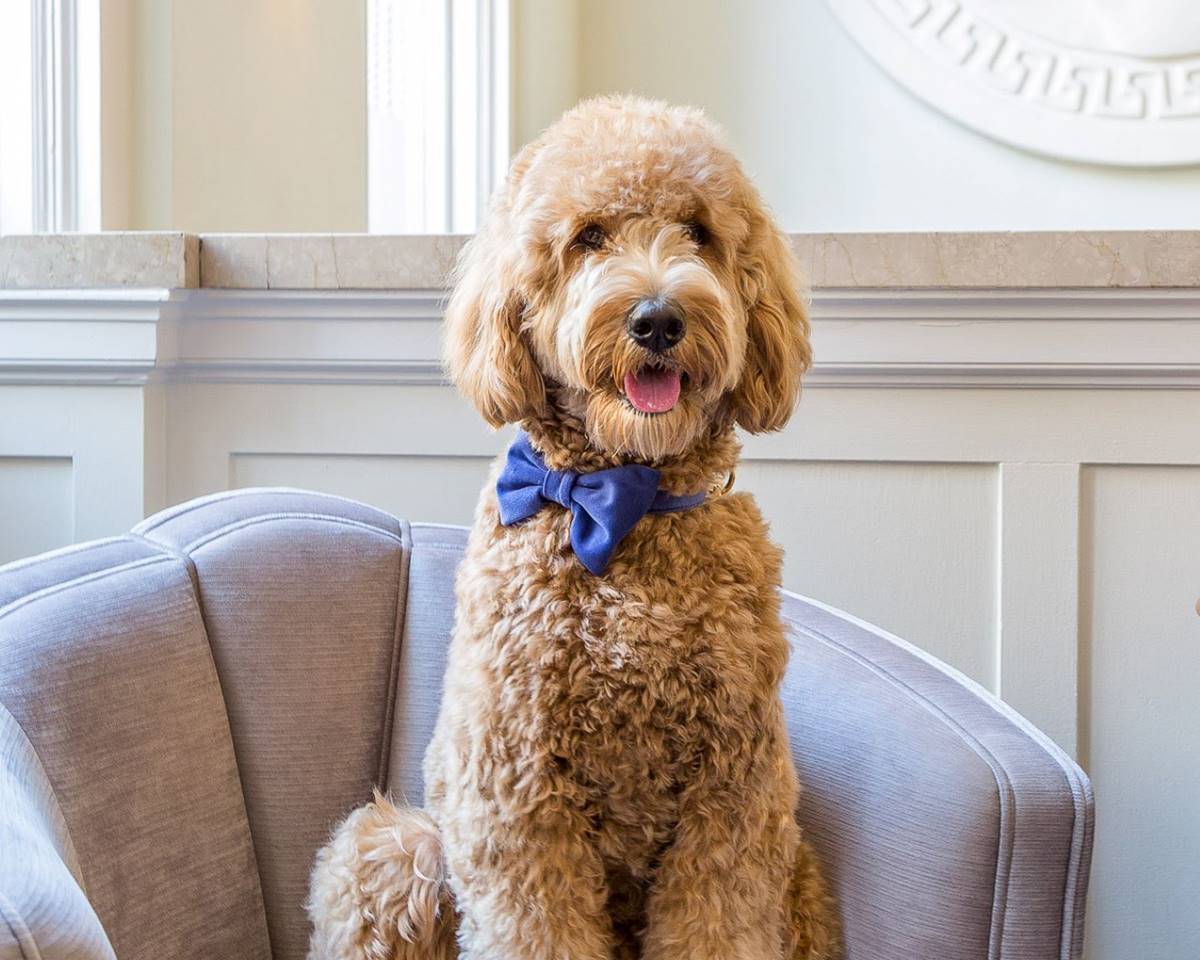 A close-up of a well-presented dog showcasing a dog-friendly environment.