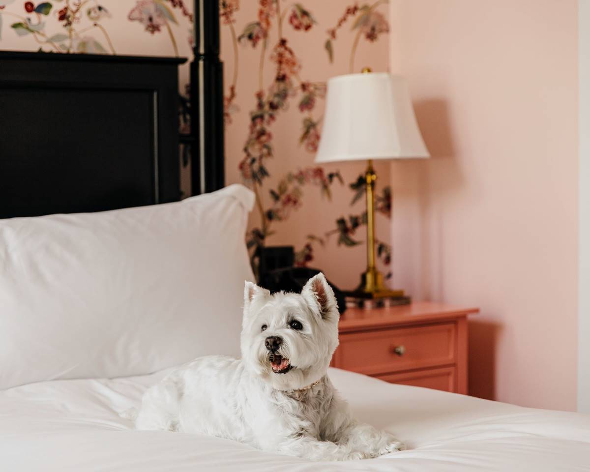 The First Lady Ida McKinley suite, showcasing dog-friendly amenities and stylish decor.
