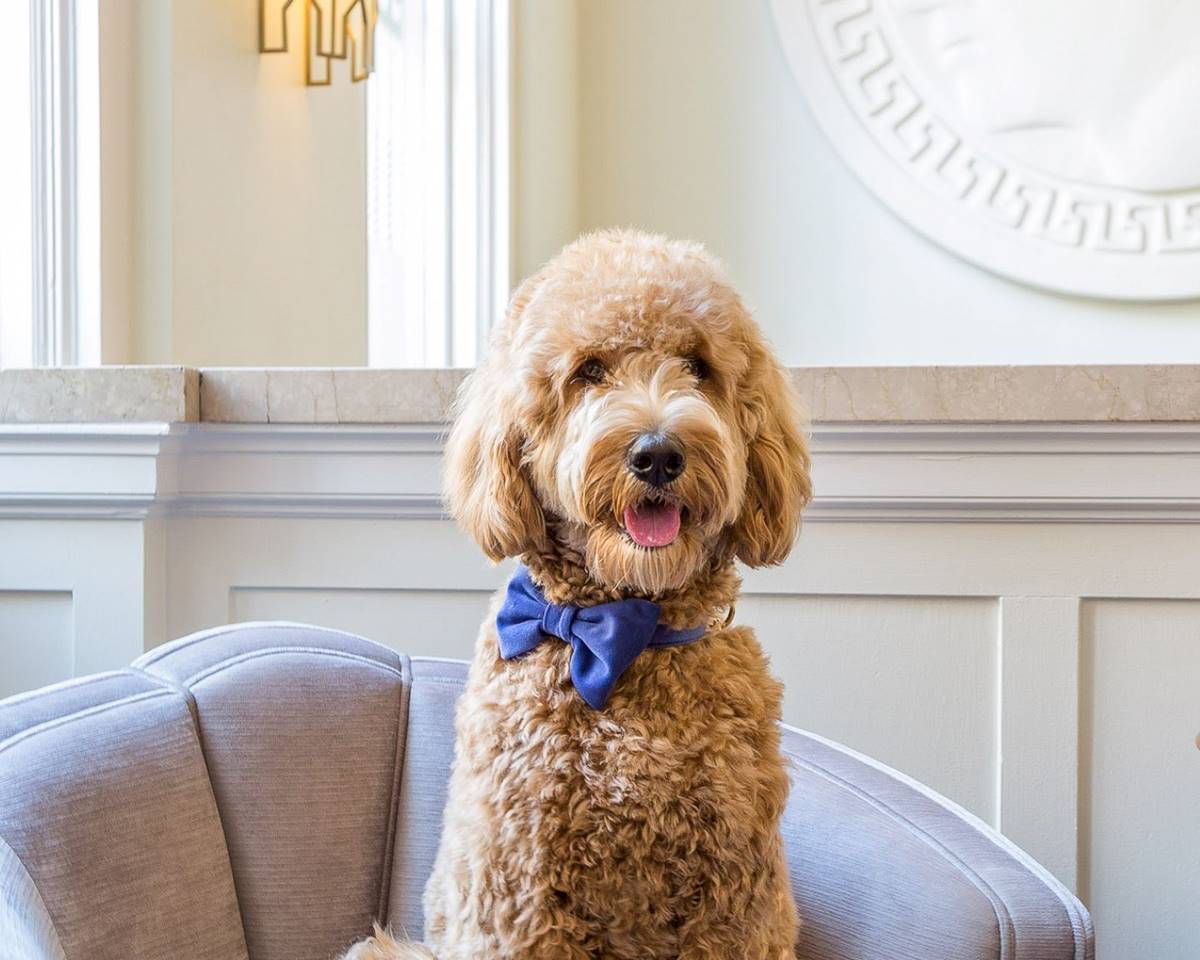 A close-up of a well-presented dog showcasing a dog-friendly environment.