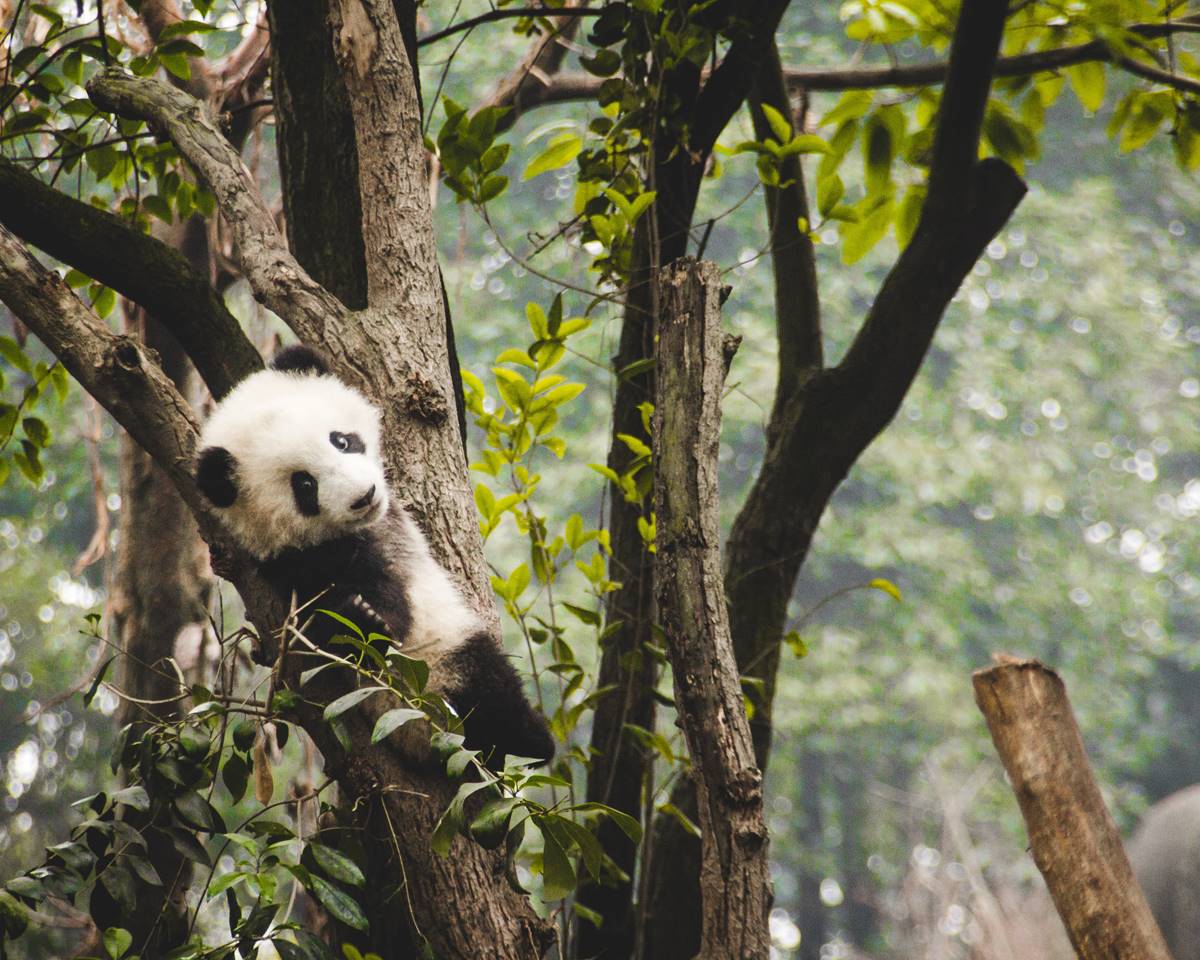 The Smithsonian National Zoo, highlighting its beautiful grounds and animal exhibits including giant pandas.