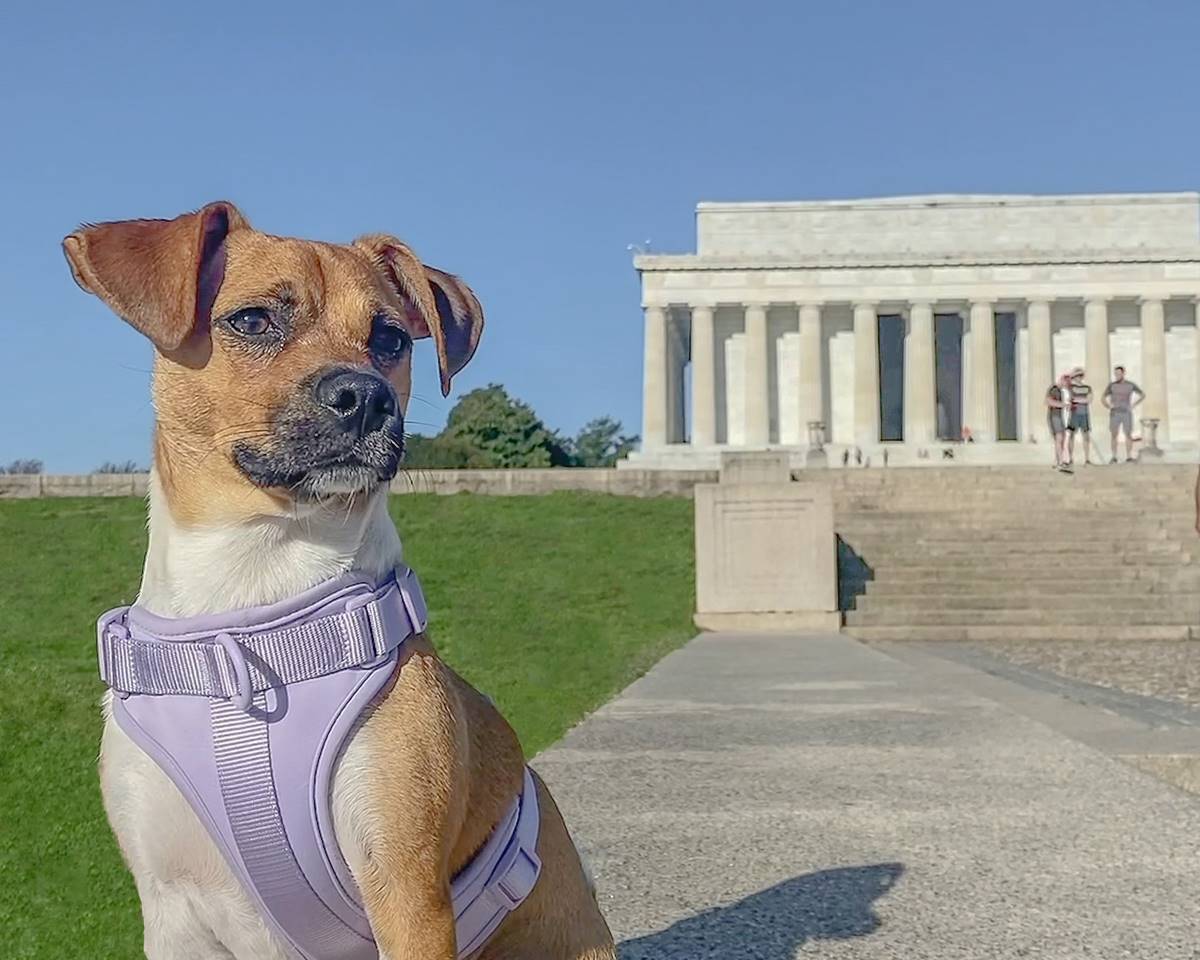 A cute dog in a purple vest in front of a famous Memorial around Washington DC in a sunny weather.