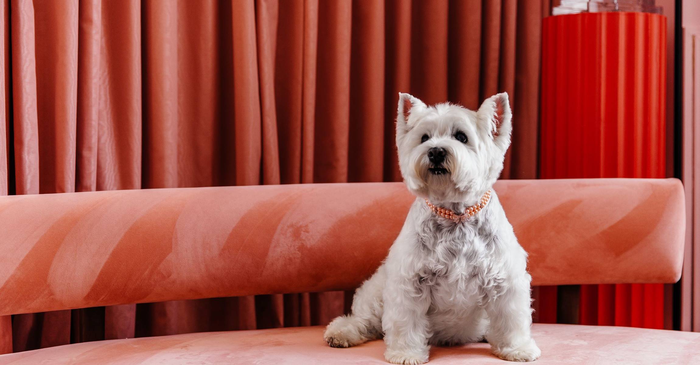 A small white dog sits on a velvet bench in front of red curtains.